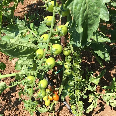 Pyramid Boutique מלון Kayakoy