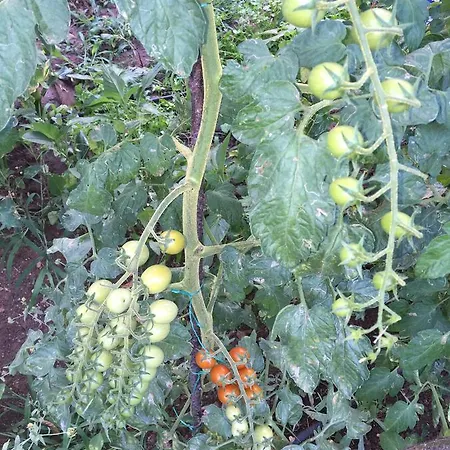 Ξενοδοχείο Pyramid Boutique Kayakoy